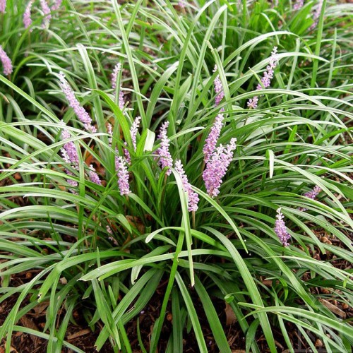 Liriope szafirkowata