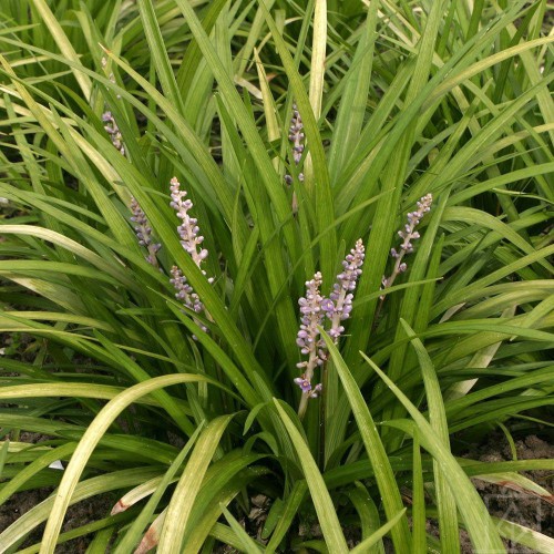 Liriope szafirkowata