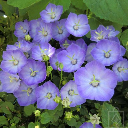 Dzwonek ‘Samantha’