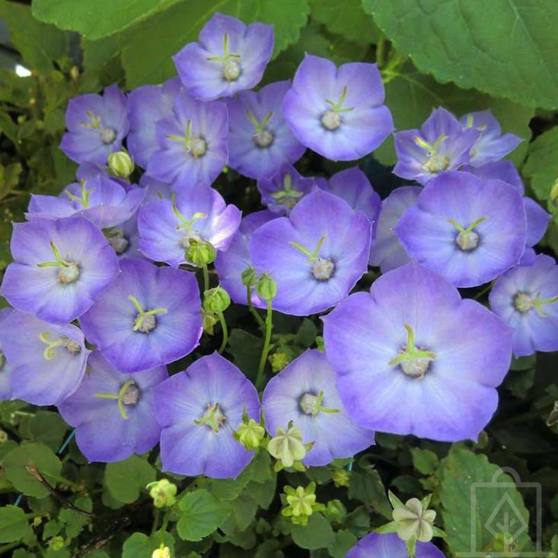 Dzwonek ‘Samantha’