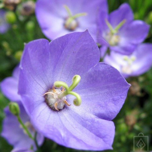 Dzwonek ‘Samantha’