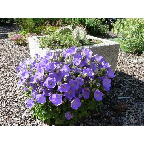 Dzwonek ‘Samantha’