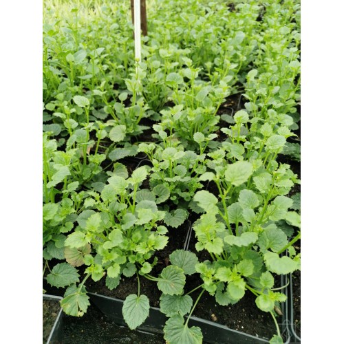 Dzwonek ‘Samantha’