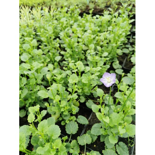 Dzwonek ‘Samantha’