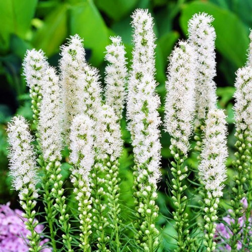 Liatra kłosowa biała (Liatris Spicata...