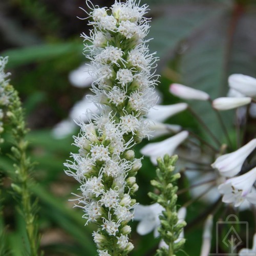 Liatra kłosowa biała (Liatris Spicata...