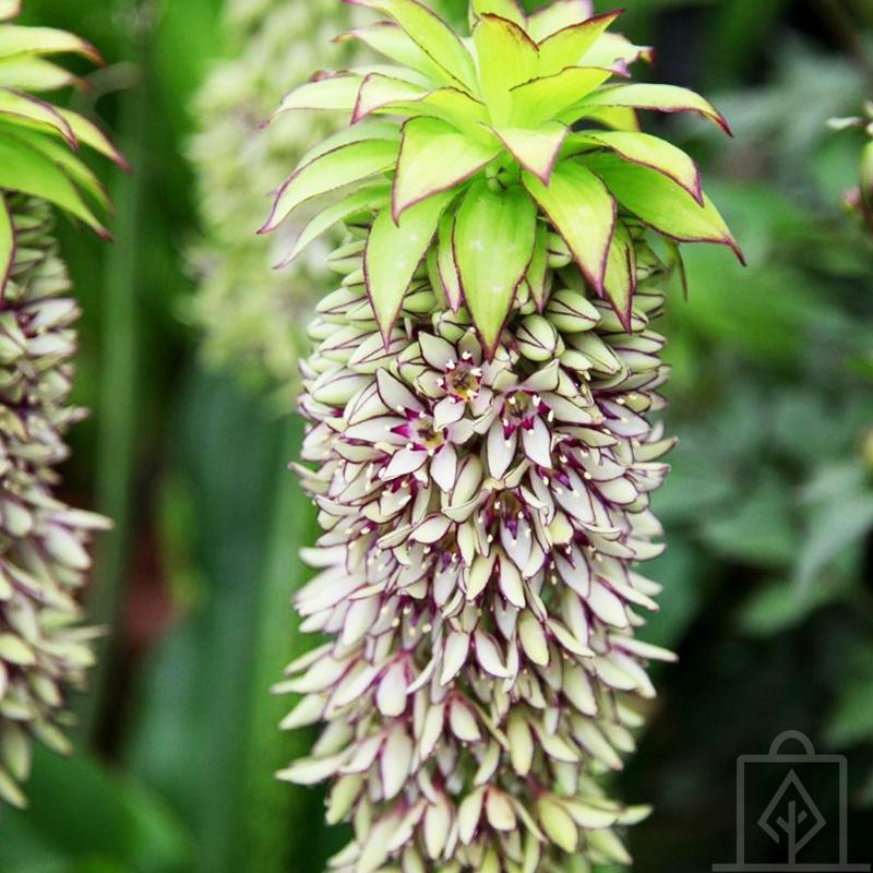 Lilia ananasowa/Warkocznica (Eucomis)