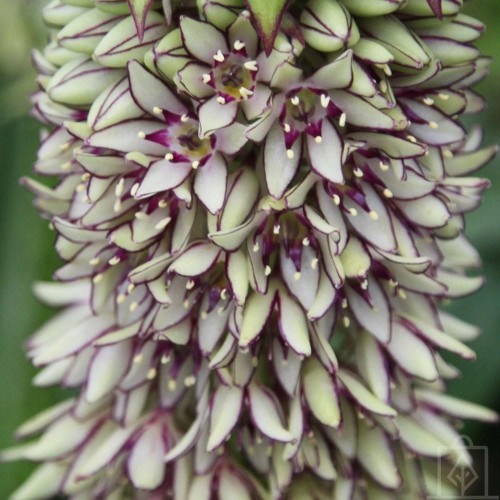 Lilia ananasowa/Warkocznica (Eucomis)