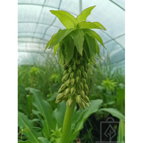 Lilia ananasowa/Warkocznica (Eucomis)