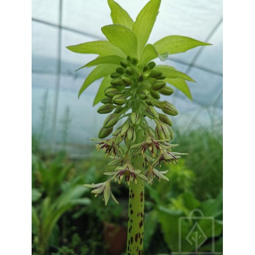 Lilia ananasowa/Warkocznica (Eucomis)