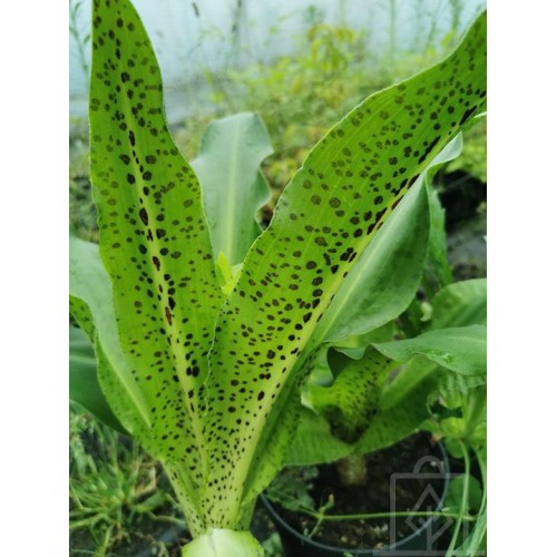 Lilia ananasowa/Warkocznica (Eucomis)