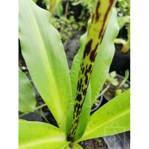 Lilia ananasowa/Warkocznica (Eucomis)