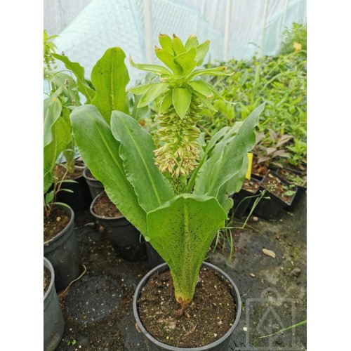 Lilia ananasowa/Warkocznica (Eucomis)
