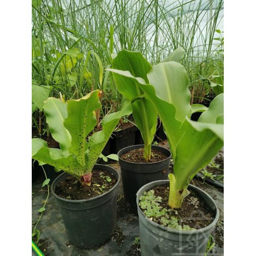 Lilia ananasowa/Warkocznica (Eucomis)