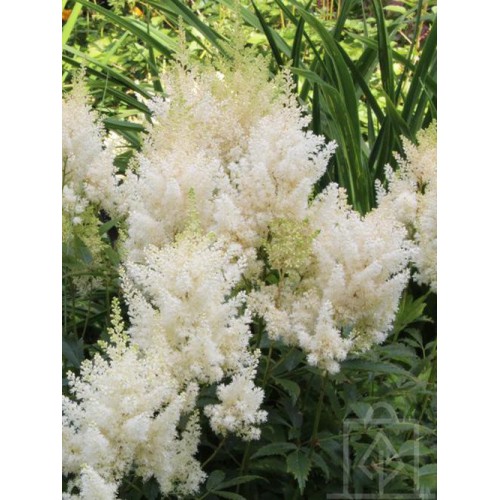 Tawułka Arendsa ‘Weisse Gloria’ (Astilbe...