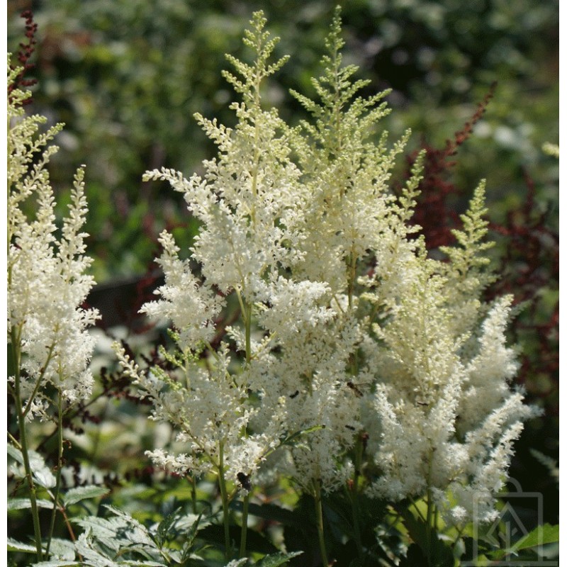 Tawułka Arendsa ‘Weisse Gloria’