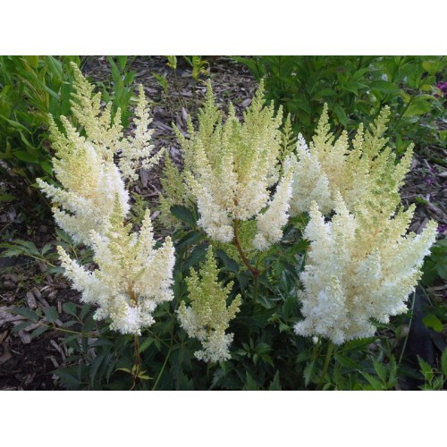 Tawułka Arendsa ‘Weisse Gloria’ (Astilbe...