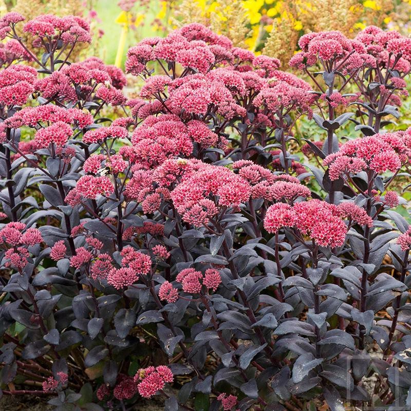 Rozchodnik ‘Jose Aubergine’