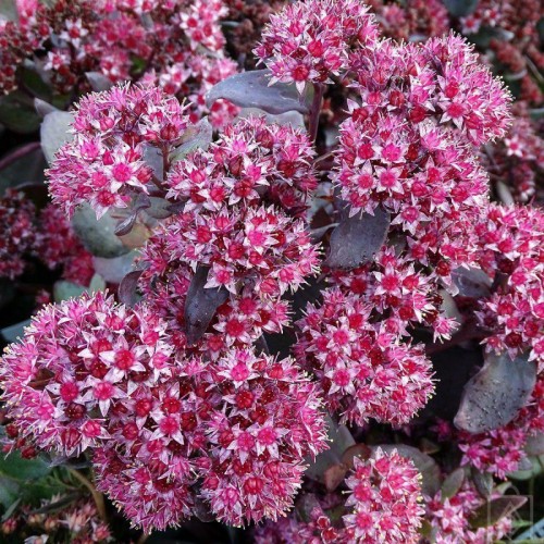 Rozchodnik ‘Jose Aubergine’