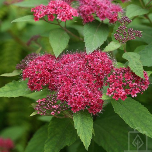 Tawuła japońska ‘Country Red’ (Spiraea...