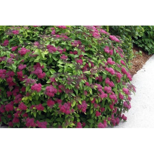 Tawuła japońska ‘Country Red’ (Spiraea...