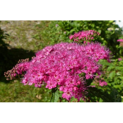 Tawuła japońska ‘Country Red’ (Spiraea...