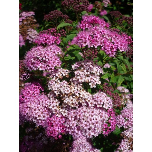 Tawuła japońska ‘Country Red’ (Spiraea...