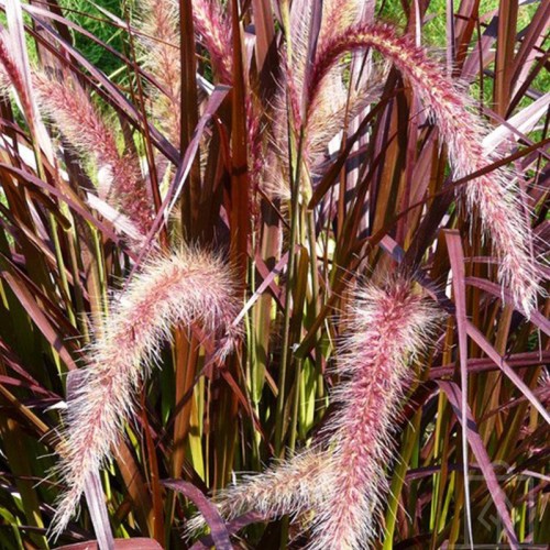 Rozplenica japońska ‘Rubrum’