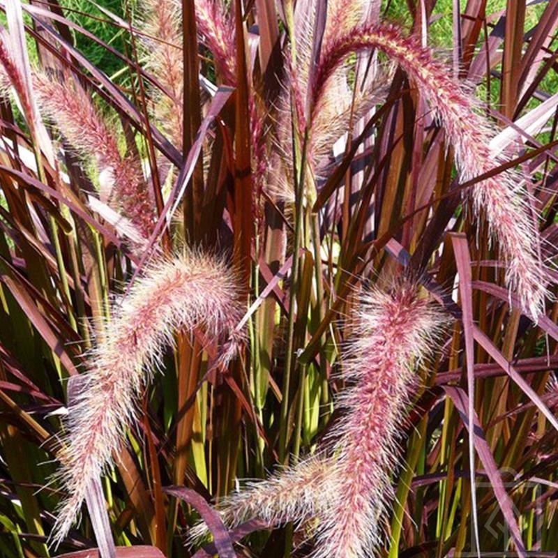 Rozplenica japońska ‘Rubrum’