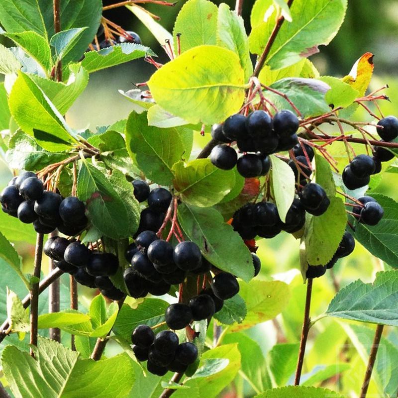 Aronia ’Nero’