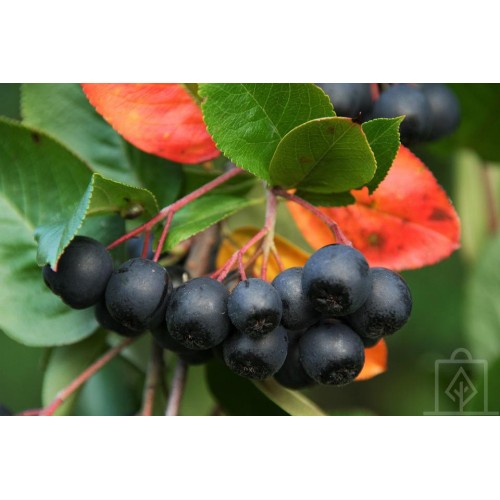 Aronia ’Nero’