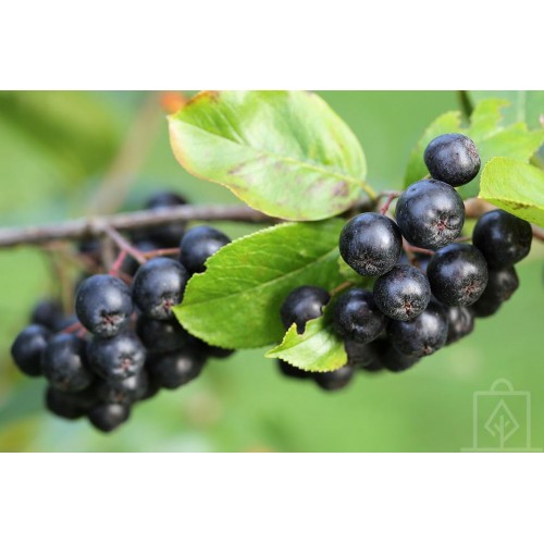 Aronia ’Nero’