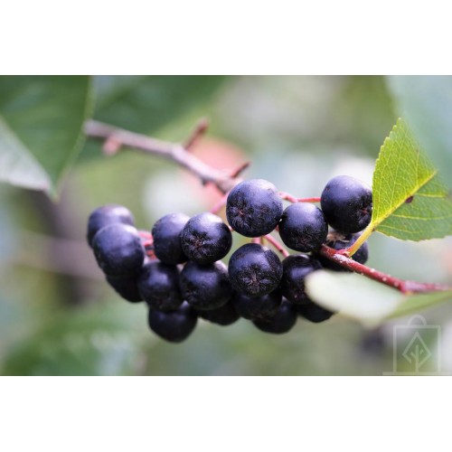 Aronia ’Nero’