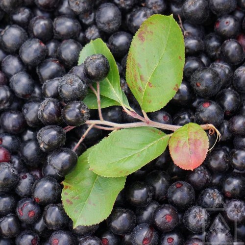 Aronia ’Nero’