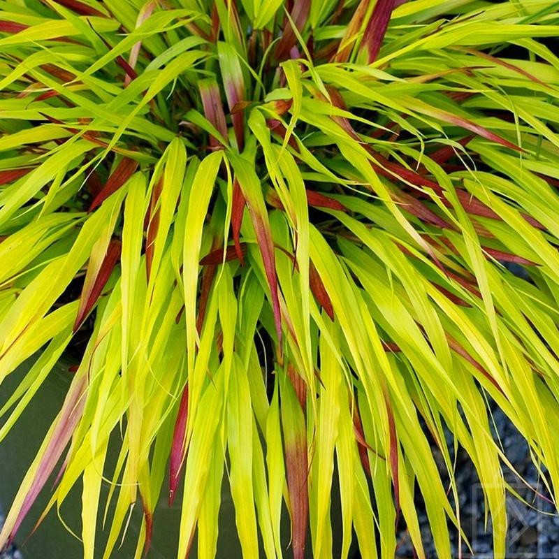 Hakonechloa smukła ‘SunFlare’