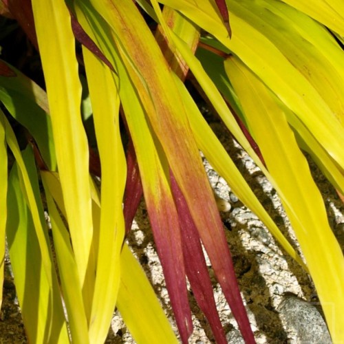 Hakonechloa smukła ‘SunFlare’