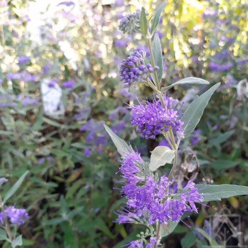 Barbula klandońska ‘Dark Knight’ (Caryopteris...