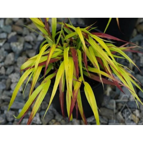 Hakonechloa smukła ‘SunFlare’