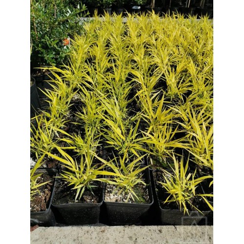 Hakonechloa smukła ‘SunFlare’