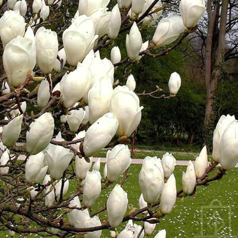 Magnolia ‘Lennei Alba’