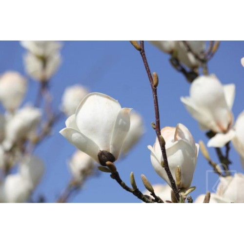 Magnolia ‘Lennei Alba’