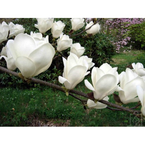 Magnolia ‘Lennei Alba’