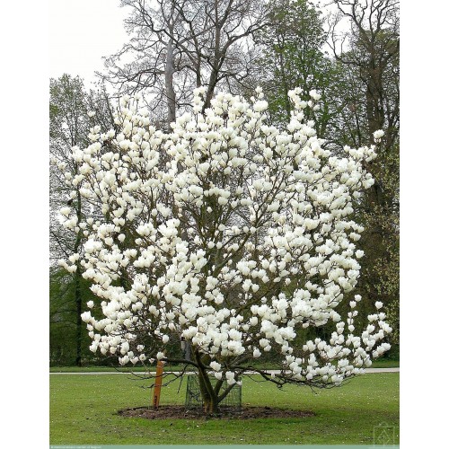 Magnolia ‘Lennei Alba’