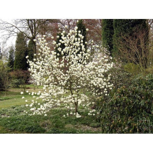 Magnolia ‘Lennei Alba’