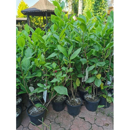 Magnolia ‘Lennei Alba’