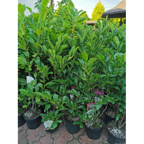 Magnolia ‘Lennei Alba’