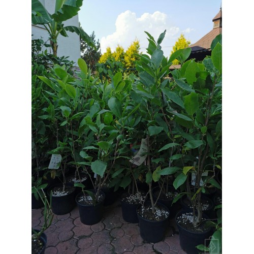 Magnolia ‘Lennei Alba’