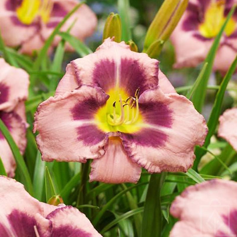 Liliowiec ‘Edge Ahead’