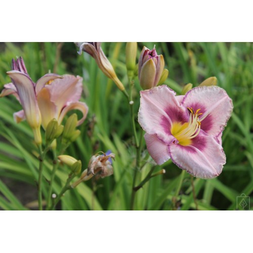 Liliowiec ‘Edge Ahead’