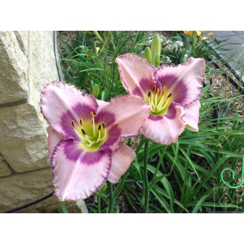 Liliowiec ‘Edge Ahead’